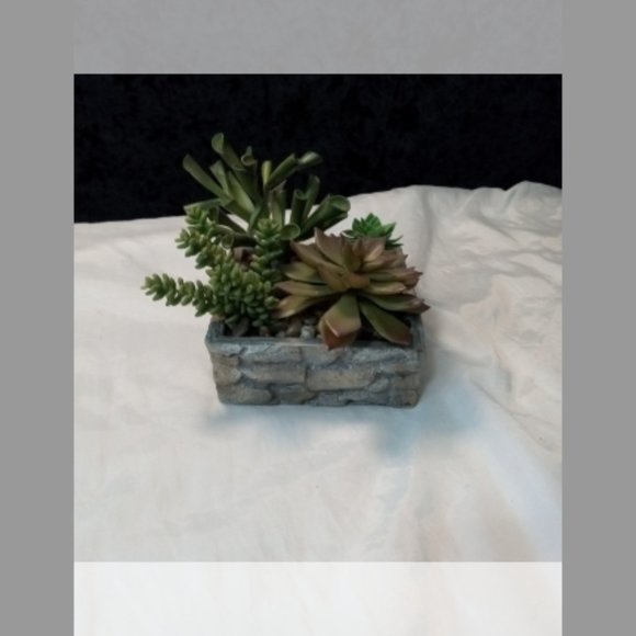 Gold Eagle Other - Gold Eagle Succulent Rock Garden